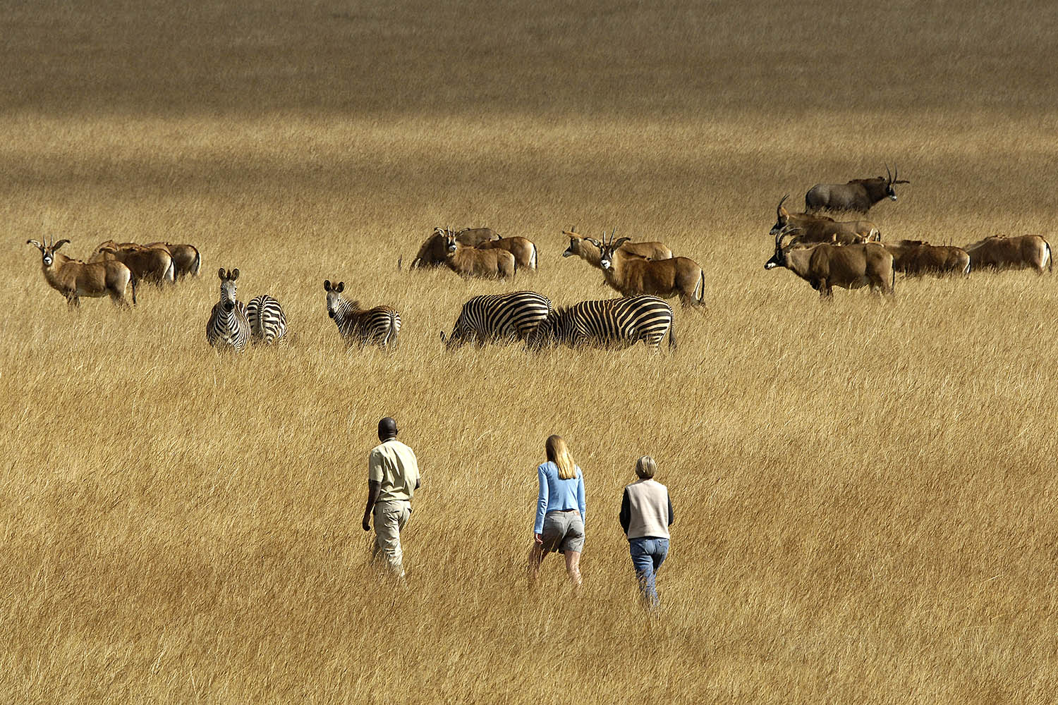 nyika-national-park-malawian-style-malawi-adventures-experiences-holidays-specialist-tour-operator-malawi-national-parks-reserves-walking-safari_jpg_20221118_57738.jpg